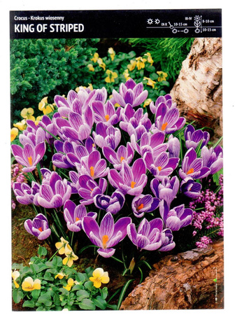 Krokus wielkokwiatowy ‘King Of Striped’ – 30 szt.
