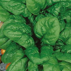 Szpinak 'Matador' – Mrozoodporny – Kiepenkerl