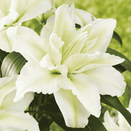 Lilia Roselily Aisha 1 szt.