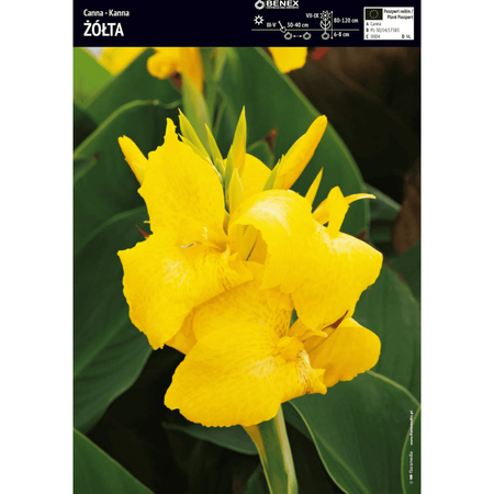 Kanna żółta 1 szt.