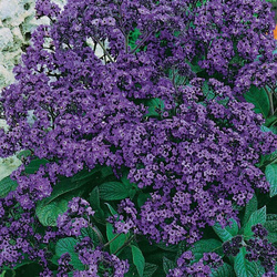 Heliotrop Peruwiański 'Vanillezauber' – Kiepenkerl