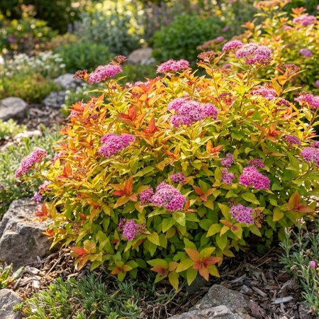 Tawuła Japońska Magic Carpet (Spiraea Japonica Magic Carpet) – sadzonka w doniczce C1,5 – Botana