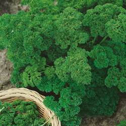 Pietruszka Naciowa 'Moskrul 2' – Kiepenkerl