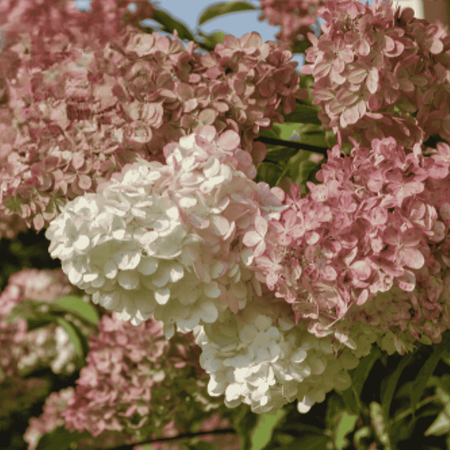 Hortensja bukietowa 'Candlelight' – Sadzonka 30-40 cm