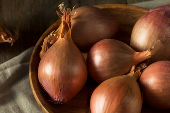 Cebula dymka zimująca Shakespeare 0,5 kg 10-21 mm
