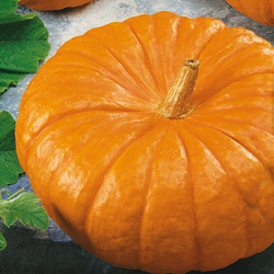 Dynia Olbrzymia 'Rouge Vif D'Etampes' – Kiepenkerl