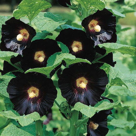 Malwa Ogrodowa 'Nigra' – Kiepenkerl