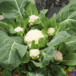 Kalafior 'Multi-Head' F1 – Wielogłowiasty – Kiepenkerl