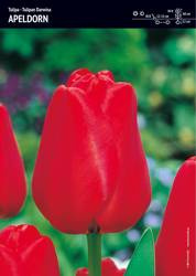Tulipan ‘Apeldorn’ – 15 szt.