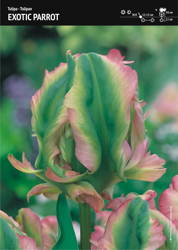 Tulipan Papuzi 'Exotic Parrot' – 10 szt.