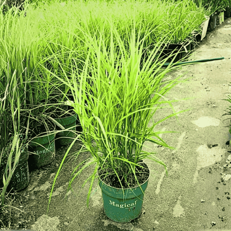 Turzyca Muskegońska