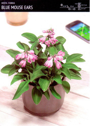 Funkia Hosta 'Blue Mouse Ears' – 1 szt.