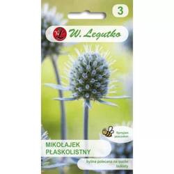 Mikołajek Płaskolistny – Legutko