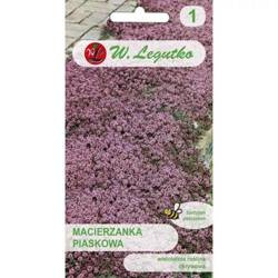 Macierzanka Piaskowa – Legutko