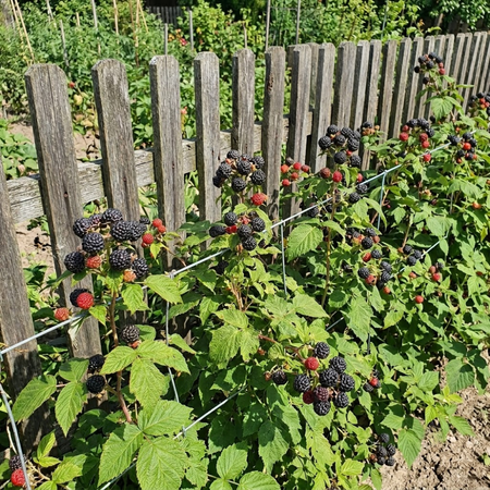 Malina Czarna Black Jewel (Rubus Idaeus Black Jewel)