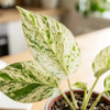Epipremnum (Epipremnum pinnatum Marble Variegata) – sadzonka rozmiar M