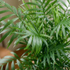 Palma koralowa (Chamaedorea elegans) – sadzonka rozmiar M