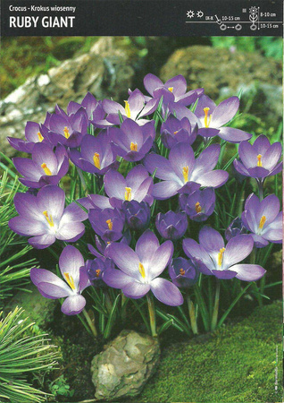 Krokus ‘Ruby Giant’ – 15 szt.