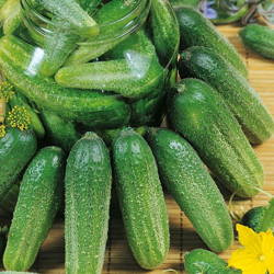 Ogórek 'Charlotte' F1 – Gruntowy – Kiepenkerl