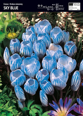 Krokus Wielkokwiatowy Sky Blue 3 szt.