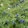 Jagoda kamczacka Indigo Gem – odmiana wczesna – sadzonka w donic C1,5 – Botana