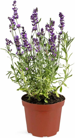 Lawenda bylinowa – 30 szt. pakiet