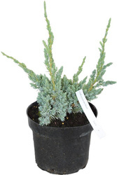 Jałowiec Łuskowaty 'Meyeri' – Sadzonka 20-30 cm