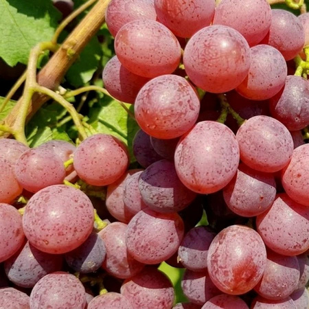 Winorośl Canadice (Vitis Canadice) – sadzonka w doniczce C2 – Botana