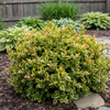 Trzmielina Fortune'a Emerald'n Gold (Euonymus Fortunei Emerald'n Gold) – sadzonka w doniczce C1,5 – Botana