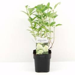 Hortensja bukietowa 'Limelight' – sadzonka w doniczce C2 – Botana