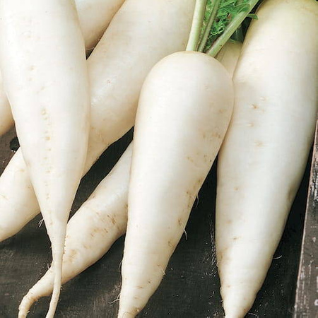 Rzodkiewka 'Rampouch' – Kiepenkerl