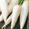 Rzodkiewka 'Rampouch' – Kiepenkerl