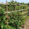 Jeżyna bezkolcowa Orkan (Rubus Fruticosus Orkan) – sadzonka w doniczce C2 – Botana