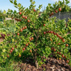 Agrest czerwony Hinnonmaki Rot (Ribes uva-crispa Hinnonmaki Rot) – sadzonka w doniczce C2 – Botana