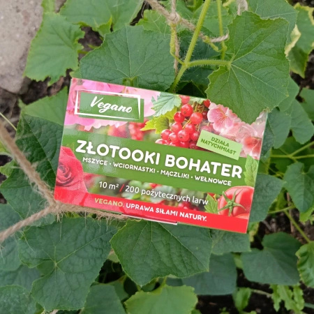Złotooki bohater Vegano – 200 larw na mszyce, wciornastki, mączliki i wełnowce – 10 m² ochrony