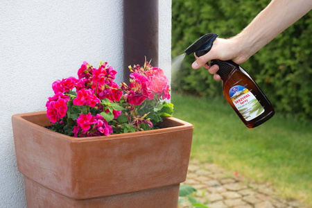 Stymulator wzrostu ze skrzypu polnego (ekstrakt) w sprayu – 500 ml Himal