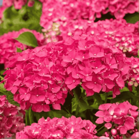 Hortensja Ogrodowa 'Leuchtfeuer' – Sadzonka 45-60 cm