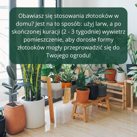 Złotooki bohater Vegano – 600 larw na mszyce, wciornastki, mączliki i wełnowce – 30 m² ochrony