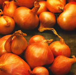 Cebula Szalotka 'Red Sun' – Dymka 250 g