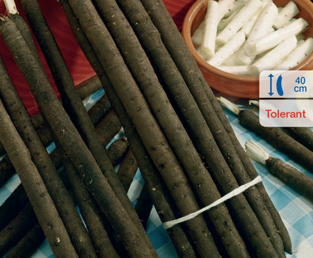 Skorzonera 'Meres' – Kiepenkerl