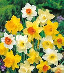 Narcyz Trąbkowy – Mix Cebul – 7 szt.