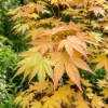 Klon palmowy Orange Dream (Acer Palmatum Orange Dream) – sadzonka w doniczce C2 – Botana