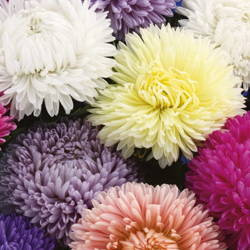 Aster Chiński 'Lady Coral' – Mix Nasion – Kiepenkerl