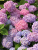 Hortensja Ogrodowa 'Bouquet Rose' – sadzonka w doniczce C2 – Botana