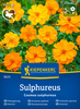 Kosmos Sulphureus Kiepenkerl