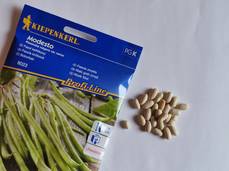 Fasola krzewiasta 'Modesto' - Nasiona - Kiepenkerl