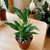 Skrzydłokwiat Pearl Cupido (Spathiphyllum 'Pearl Cupido') – rozmiar sadzonki M