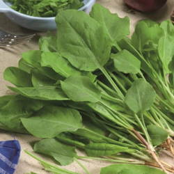 Szczaw zwyczajny – Wieloletni – Kiepenkerl