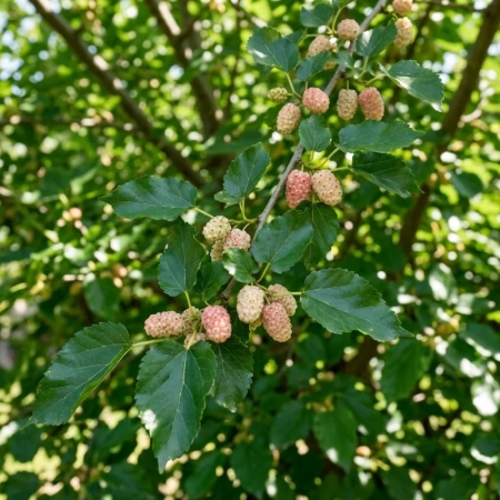 Morwa Biała (Morus Alba) – sadzonka w doniczce C2 – Botana
