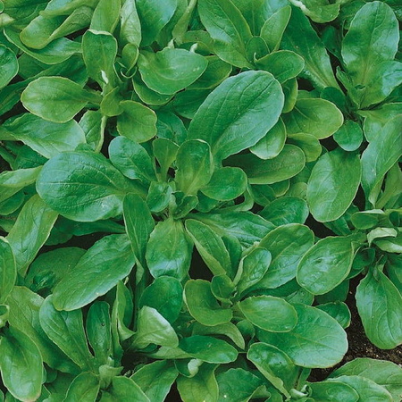 Roszponka 'Vit' – Duże Opakowanie – Kiepenkerl